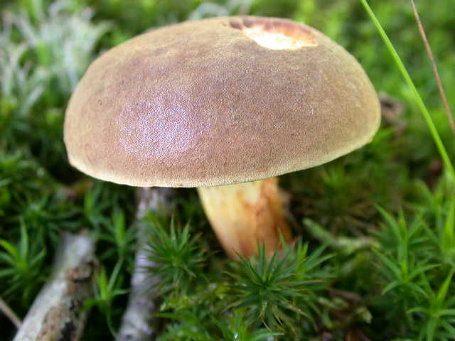  tempo di .... Boletus